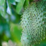 Tons of Benefits and Efficacy of Soursop Fruit for Health